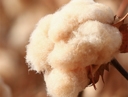 내추럴 컬러의 코튼