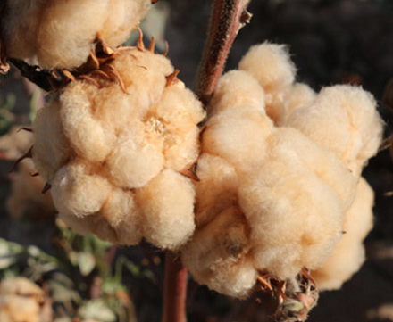 Colored Cotton Fiber