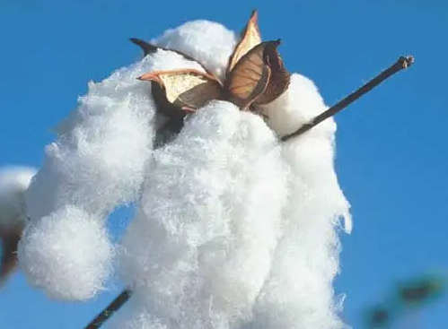 Long-staple Cotton Fiber